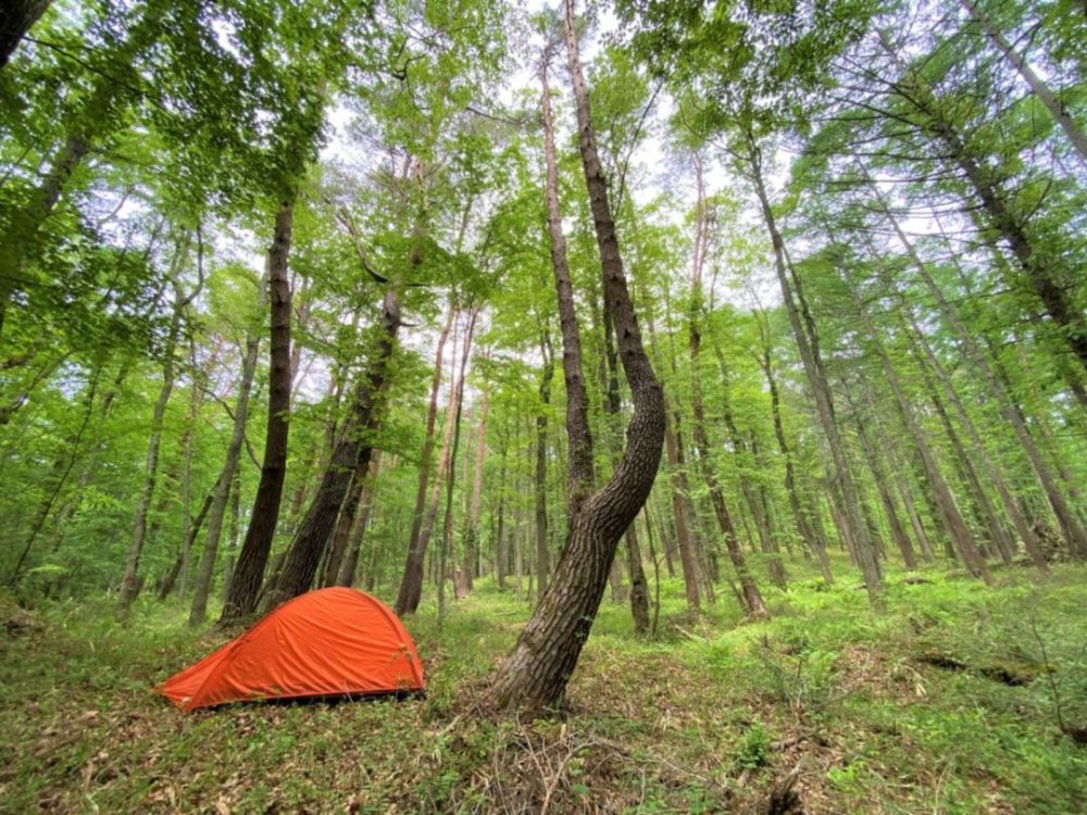 FUMONキャンプ場のフリーサイトでのテントイメージ｜八ヶ岳のふもと原村で自然を満喫できるプライベートキャンプ場（ふもんキャンプ場）