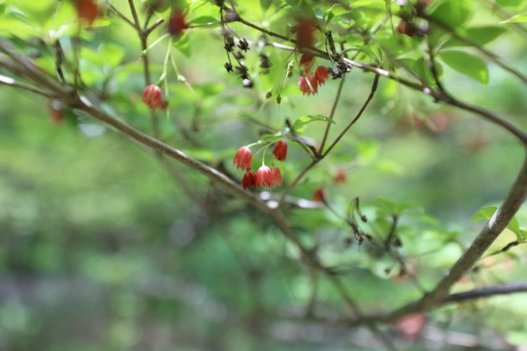 赤い小さな花_FUMONキャンプ場（長野県 諏訪 原村 八ヶ岳の麓）