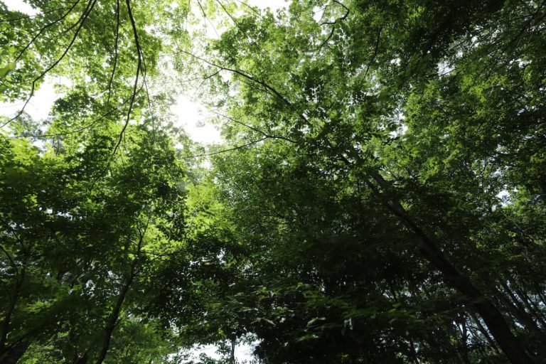 空を覆う木々_FUMONキャンプ場（長野県 諏訪 原村 八ヶ岳の麓）