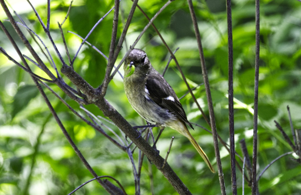 野鳥クローズアップ_FUMONキャンプ場（長野県 諏訪 原村 八ヶ岳の麓）