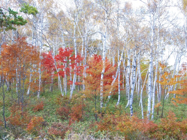 美しい白樺と紅葉_FUMONキャンプ場（長野県 諏訪 原村 八ヶ岳の麓）