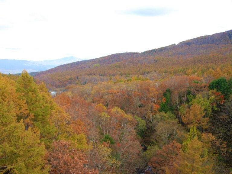 八ヶ岳から眺める紅葉した木々_FUMONキャンプ場（長野県 諏訪 原村 八ヶ岳の麓）