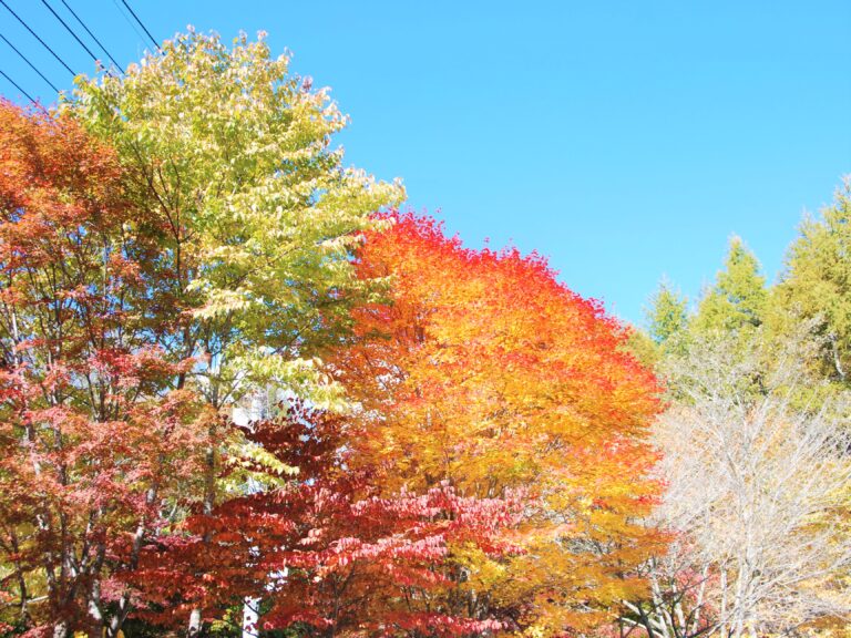 紅葉した木々_FUMONキャンプ場（長野県 諏訪 原村 八ヶ岳の麓）