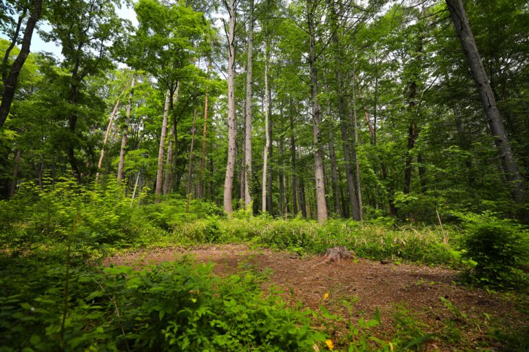 ソロサイト_風景_横_FUMONキャンプ場（長野県 諏訪 原村 八ヶ岳の麓）